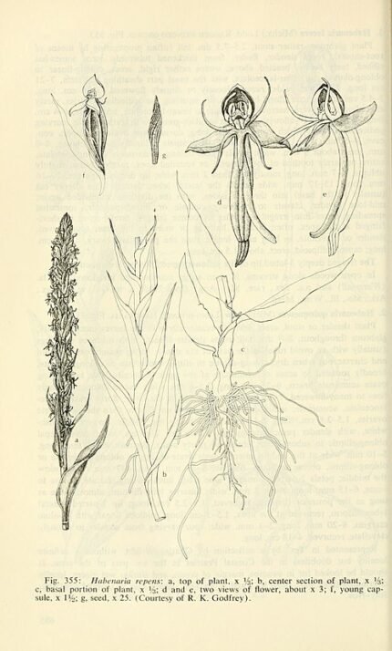 White Habenaria repens flower with green leaves in southwestern United States wetland.
