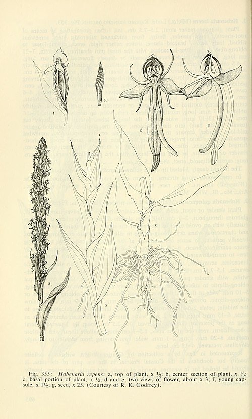 White Habenaria repens flower with green leaves in southwestern United States wetland.