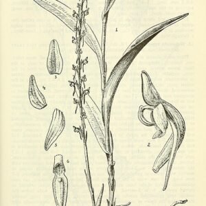 Close-up van groenbladige Coenoemersa plant met witte bloemen en waterdruppels.