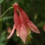 Rode en gele bloemen van de Aquilegia canadensis plant.