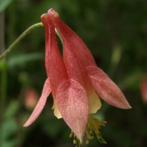 Rode en gele bloemen van de Aquilegia canadensis plant.