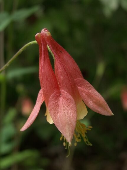 Rode en gele bloemen van de Aquilegia canadensis plant.