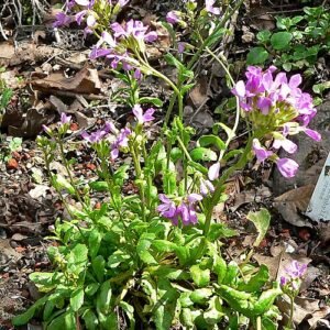 Bloeiende Arabis blepharophylla plant met witte bloemen op groen blad.