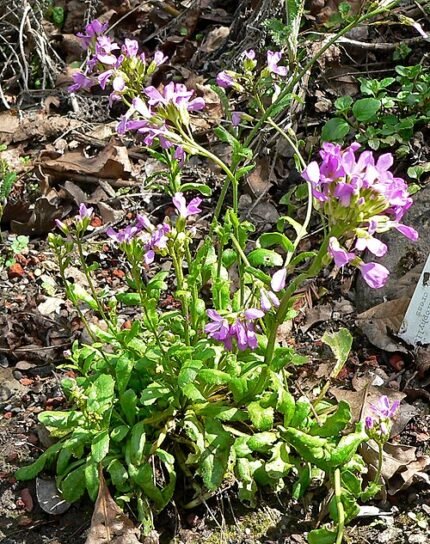 Bloeiende Arabis blepharophylla plant met witte bloemen op groen blad.