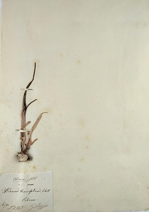 Biarum tenuifolium plant met smalle groene bladeren en bloemen.