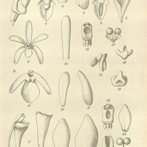 Close-up van Arachnis siamensis orchidee met paarse bloemen en groen blad.