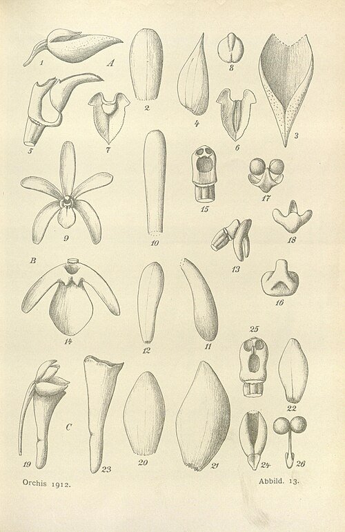 Close-up van Arachnis siamensis orchidee met paarse bloemen en groen blad.