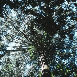 Araucaria bidwillii boom in Bunya Mountains National Park, Queensland.