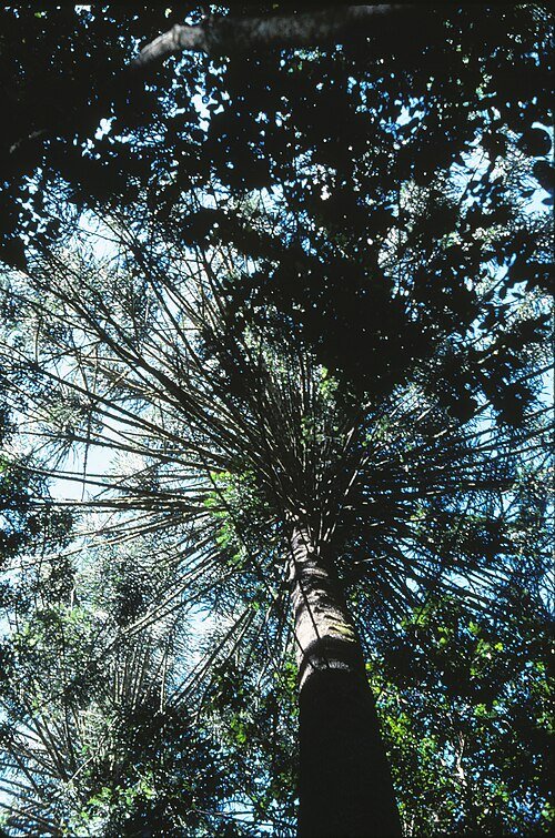 Araucaria bidwillii boom in Bunya Mountains National Park, Queensland.
