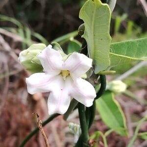 Witte Araujia sericifera bloem met groene bladeren op heldere achtergrond.