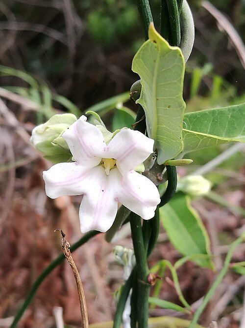 Witte Araujia sericifera bloem met groene bladeren op heldere achtergrond.