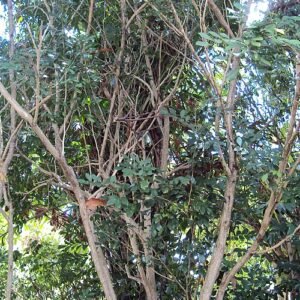 Vitex doniana struik met paarse bloemen en groene bladeren.