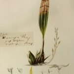 Archivea kewensis plant met helder groene bladeren en witte bloemen.