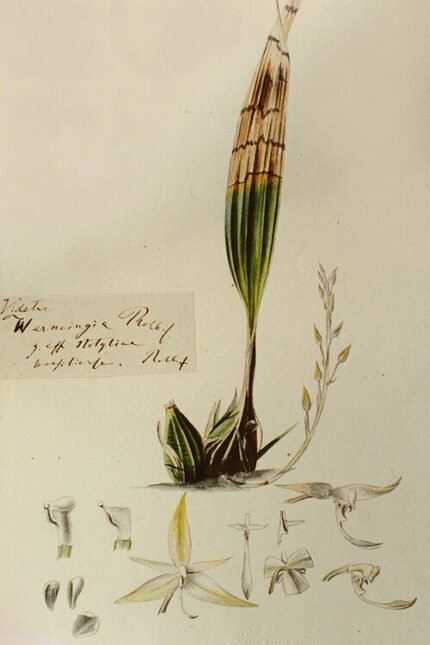 Archivea kewensis plant met helder groene bladeren en witte bloemen.