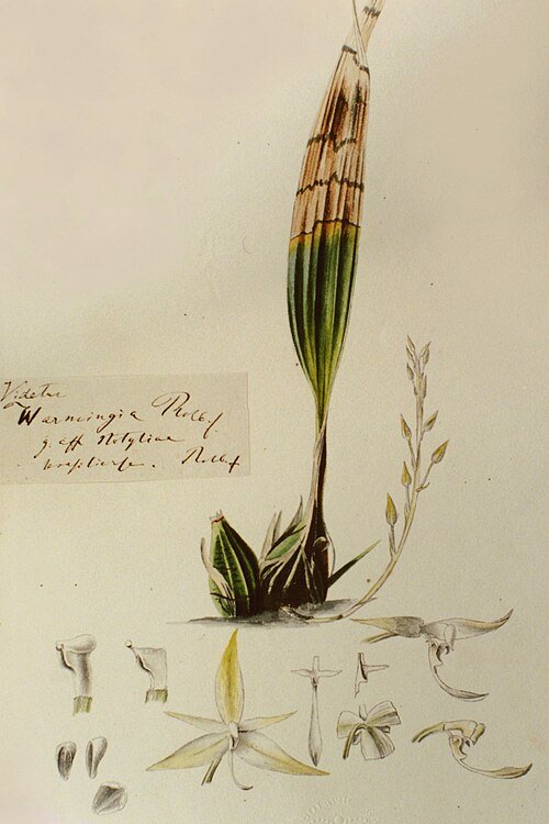 Archivea kewensis plant met helder groene bladeren en witte bloemen.