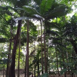 Australische koningspalm met groene bladeren en rechte stam.