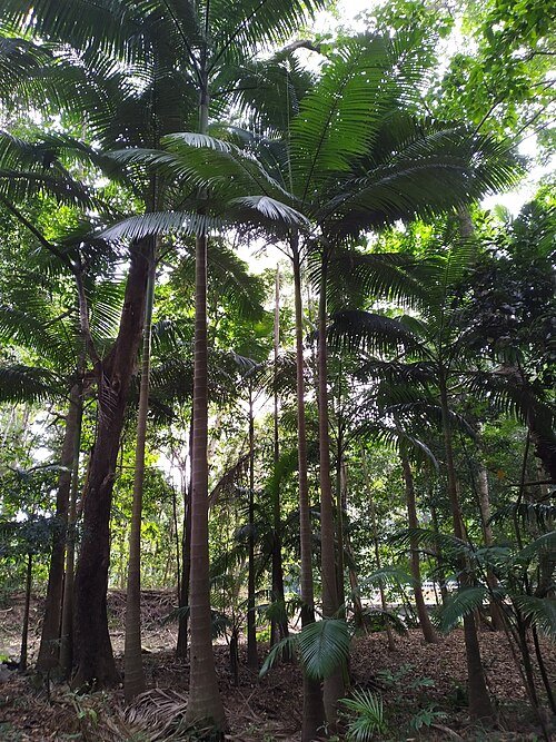 Australische koningspalm met groene bladeren en rechte stam.