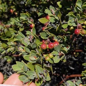 Arctostaphylos struik met donkergroene bladeren en rode schors in kleigrond.