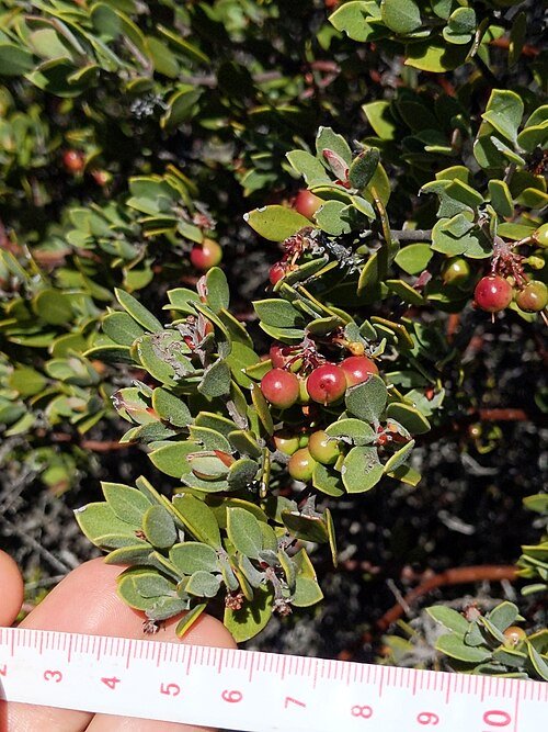 Arctostaphylos struik met donkergroene bladeren en rode schors in kleigrond.