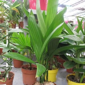 Betelpalm op kleigrond in tuincentrum.