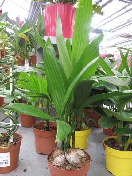 Betelpalm op kleigrond in tuincentrum.