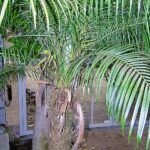 Dwergdadelpalm op kleigrond, winterhard.