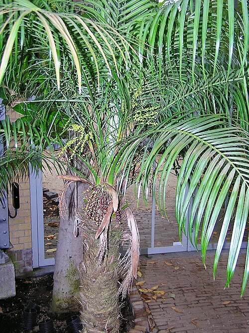 Dwergdadelpalm op kleigrond, winterhard.