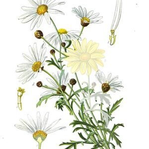 Marguerite madeliefje in bloei, witte bloemblaadjes met gele kern.