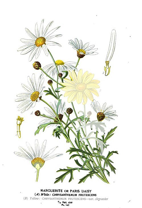 Marguerite madeliefje in bloei, witte bloemblaadjes met gele kern.