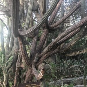 Pilosocereus lanuginosus cactus met lange stekelige stelen en witte haren in Arikok National Park, Aruba.