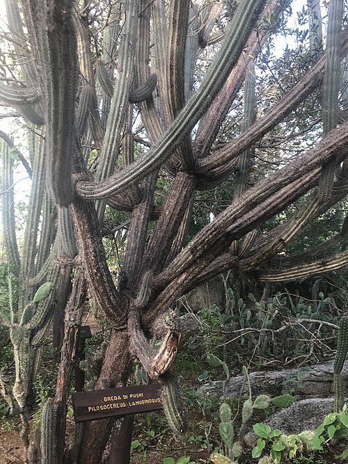 Pilosocereus lanuginosus cactus met lange stekelige stelen en witte haren in Arikok National Park, Aruba.