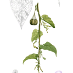 Aristolochia acuminata bloem met groene langwerpige bloembladeren en buisvormige structuur.