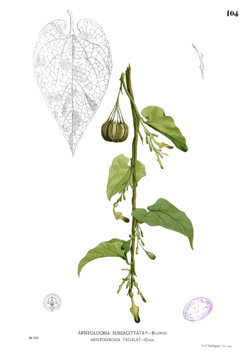Aristolochia acuminata bloem met groene langwerpige bloembladeren en buisvormige structuur.