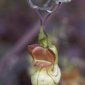 Close-up van Aristolochia californica bloemen met buisvormige vormen en groene tinten.