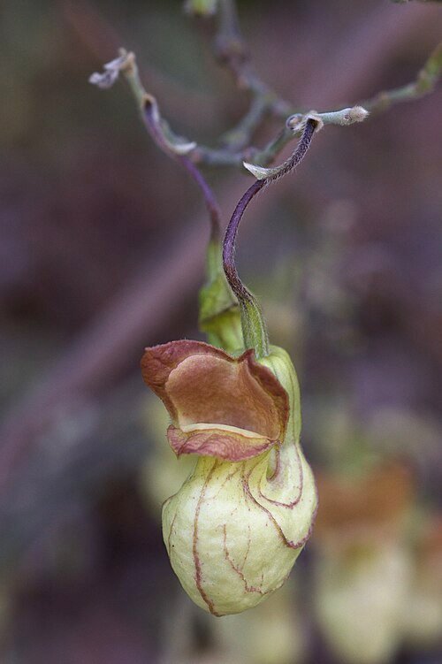 Close-up van Aristolochia californica bloemen met buisvormige vormen en groene tinten.