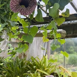 Aristolochia littoralis bloemen in close-up.