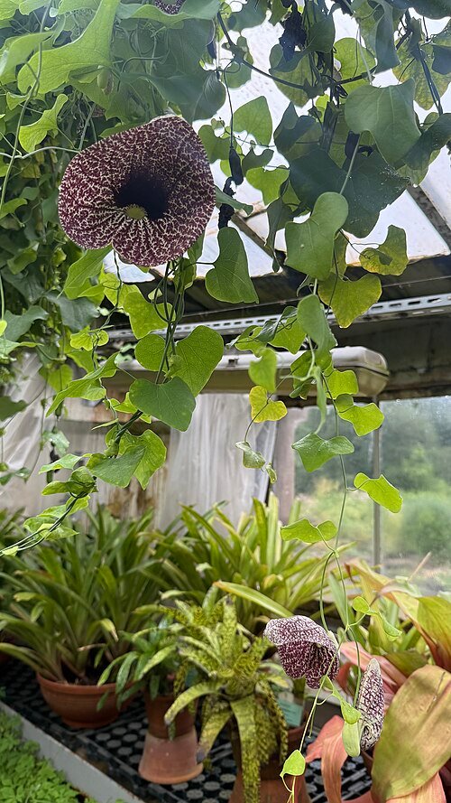 Aristolochia littoralis bloemen in close-up.