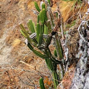 Armatocereus godingianus cactus met slanke groene stengels en witte doornen.
