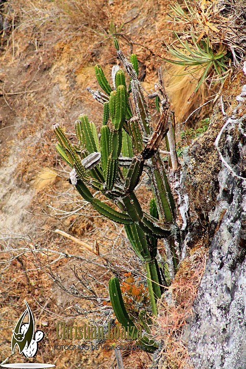 Armatocereus godingianus cactus met slanke groene stengels en witte doornen.