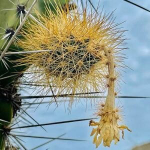 Cactus met lange groene stengels en witte doornen.