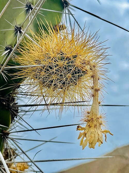 Cactus met lange groene stengels en witte doornen.
