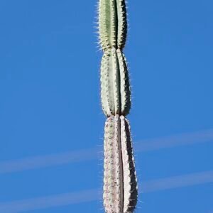 Hoge cactus met lange, slanke groene stengels en witte bloemen.