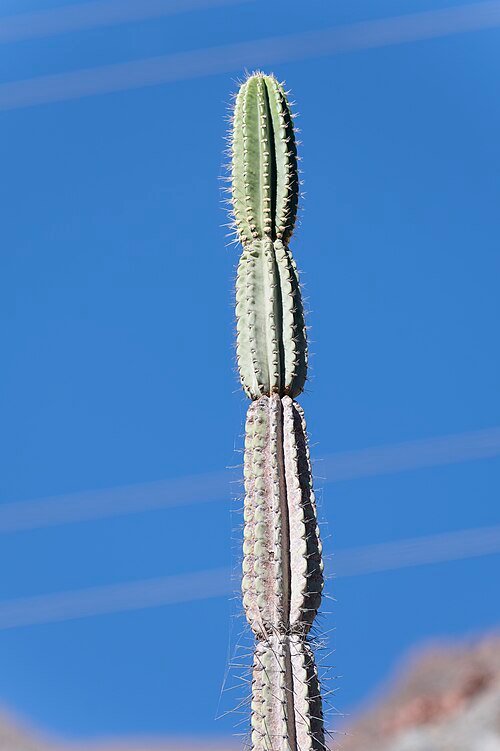 Hoge cactus met lange, slanke groene stengels en witte bloemen.