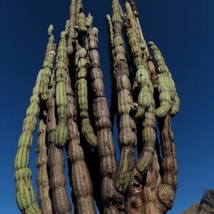 Armatocereus rauhii cactus met lange stengels en witte doornen tegen heldere achtergrond.
