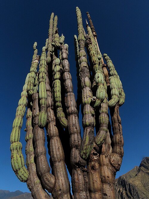 Armatocereus rauhii cactus met lange stengels en witte doornen tegen heldere achtergrond.
