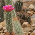 Stekelige cactus met gouden stekels in woestijnomgeving.
