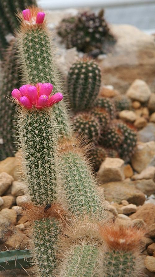 Stekelige cactus met gouden stekels in woestijnomgeving.