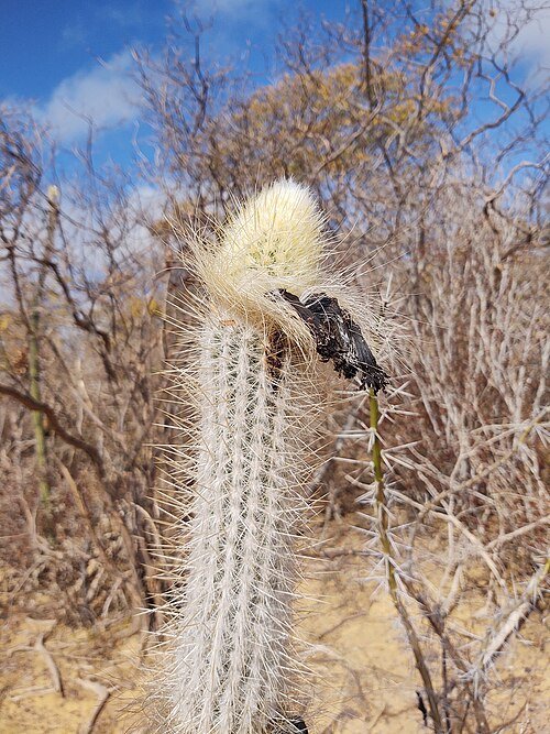Leucostele cactusplant met lange slanke stengels en witte bloemen.