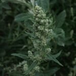 Artemisia douglasiana plant met zilvergroene bladeren in tuinsetting.