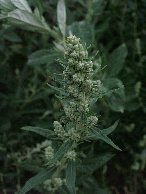Artemisia douglasiana plant met zilvergroene bladeren in tuinsetting.